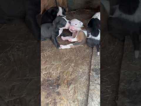 Macho buck Boyle Eli elicarver #pitbull