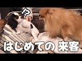 子犬お迎え後はじめて我が家にポメラニアンがやってきた‼︎見たことない犬種にまさかの反応…⁉︎【キャバリアキングチャールズスパニエル】