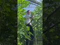 Drie dingen die jij nog niet wist over tomaten! 🍅🐝