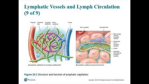 Chapter 20 -  Lymphatic System