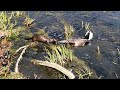 Shocking fight between wild mink and a duck **WATCH UNTIL THE END***