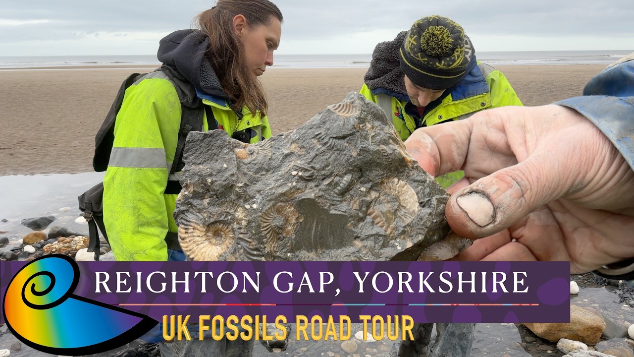 Fossil Hunting at Reighton Gap, Yorkshire | UK Fossils Road Tour