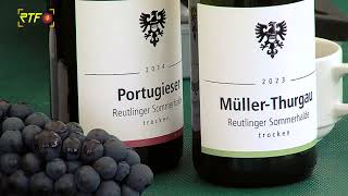 Städtischer Weinberg Reutlingen - Weinlese mit politischer Hilfe