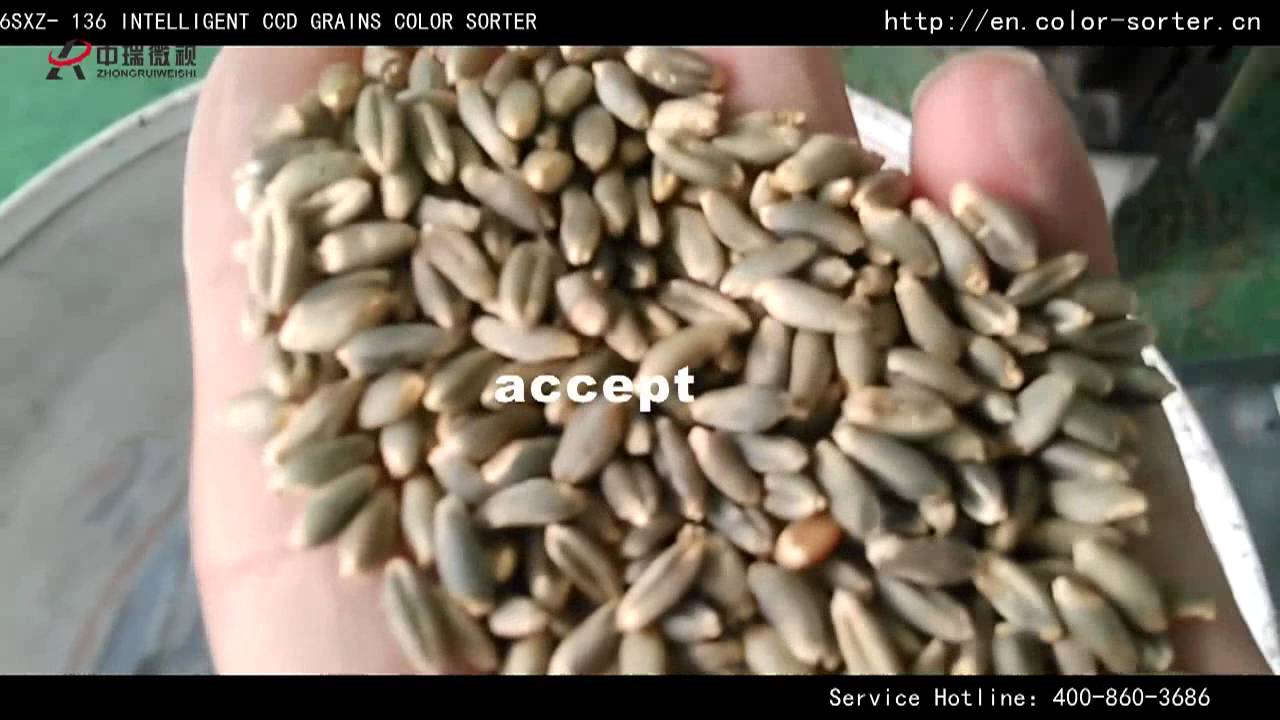 Wheat color sorter