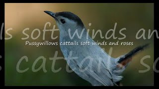 Video thumbnail of "Pussywillows Cattails by Kenny Rankin...with Lyrics"