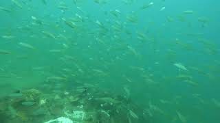 Scuba Diving Elnido Palawan