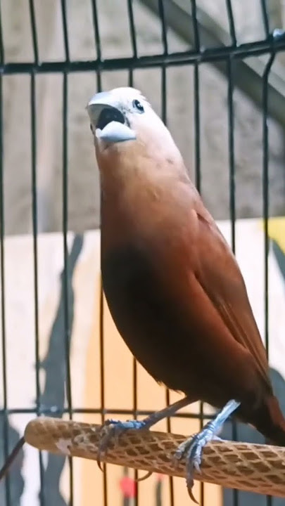 suara burung pipit bondol kaji gacor durasi ngedurrr😲😱
