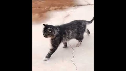 Thumbnail of Preußens Gloria Cat