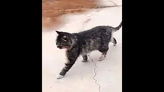 Preußens Gloria Cat