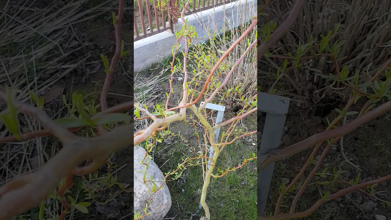 Обрезка ивы извилистой схема