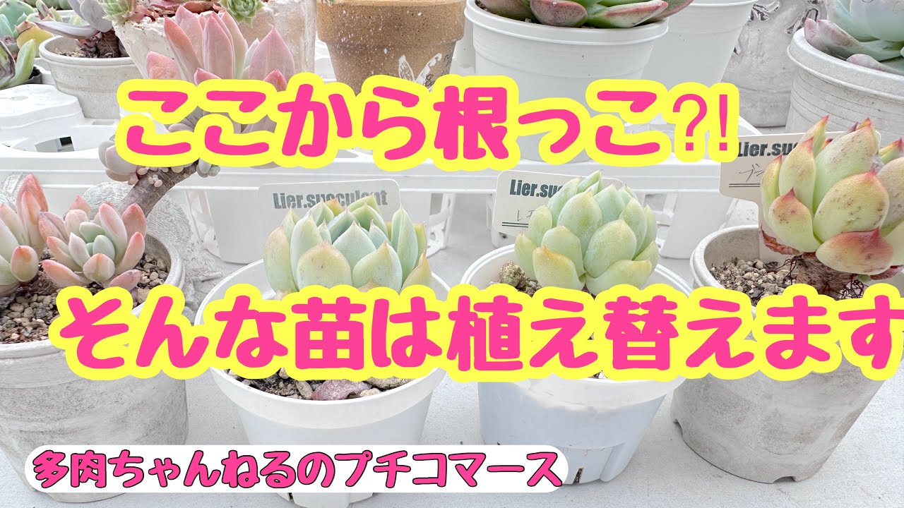 多肉植物】こんな所からから根っこが⁉️そういう時はチェックして