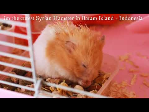 Video: Bacteriële Enteritis Bij Hamsters