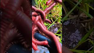 Millipede, Swarming wonders, witnessing the majesty of millipedes colonies #millipede #kakiseribu