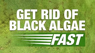 2 Minute Turf Talk - Get Rid of Black Algae Fast!