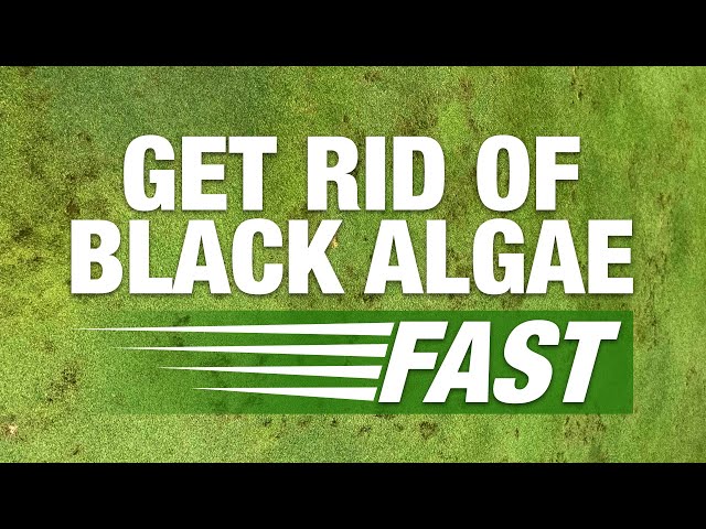 2 Minute Turf Talk - Get Rid of Black Algae Fast!