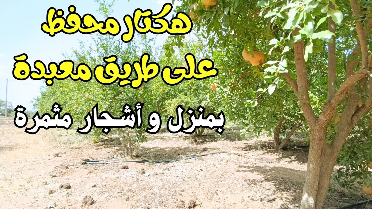 هكتار محفظ مغروس كله بأشجار مثمرة على طريق معبدة