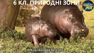 видео: Географія. 6 кл. Урок 58. Природні зони.Поширення природних зон.Зони арктичних пустель,тундри та ін. картинка: Географія. 6 кл. Урок 58. Природні зони.Поширення природних зон.Зони арктичних пустель,тундри та ін.