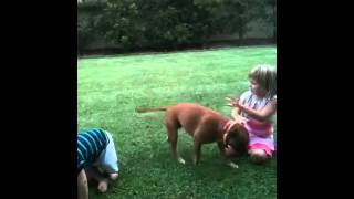 Staffy Playing With Children