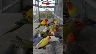 FEEDING TIME #aviary #hobbynidaddy #africanlovebirds #sunconure #pineappleconure #birds