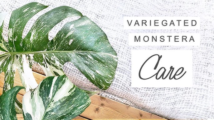 4 Monstera 'Thai Constellation' – BWH Plant Co