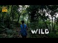 4k       3hours non stop walk  deep forest