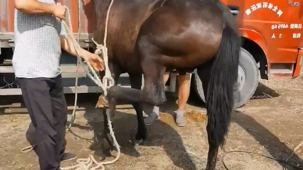 To prevent the horse from kicking, it is necessary to tie the horse's