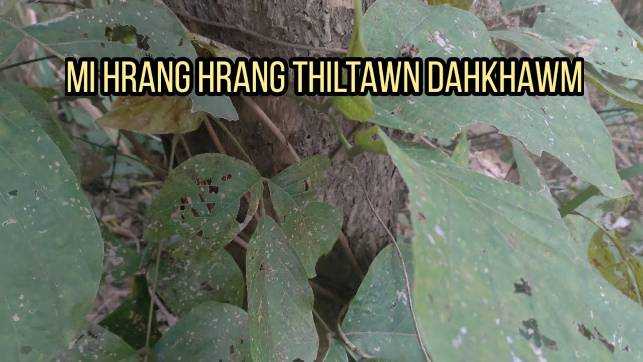 Pu Khanthanga thla chet dan rapthlak leh Kan inluah ah thla chet dan chimawm chu