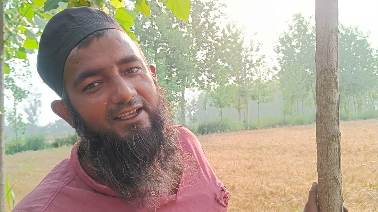 Poplar tree plantation with wheat Popular tree ki kheti YouTube