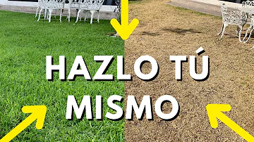 ¿Por qué mi césped se está muriendo a trozos?