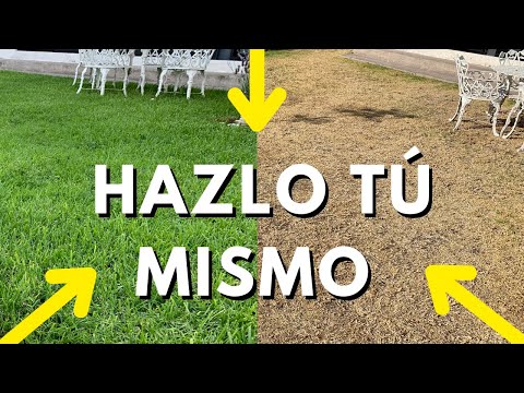 Video: ¿Se puede salvar un césped marrón? - Cómo revivir un césped muerto