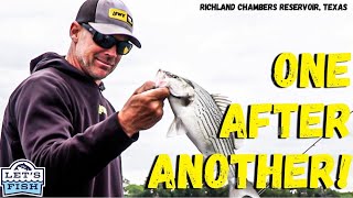 Download Lagu HOW MANY SPECIES OF BASS ARE IN THIS LAKE? #12-2023 SouthEAST MP3