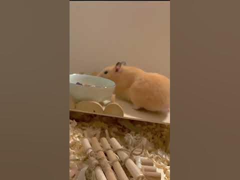 毎日ハムスター #17 どんぐり 可愛いハムスターおしりもふもふ 後ろ足 cute hamster butt #熊仔鼠 #햄스터 ... - Hq2 毎日ハムスター #17 どんぐり 可愛いハムスターおしりもふもふ 後ろ足 cute hamster butt #熊仔鼠 #햄스터 ... - Hq2