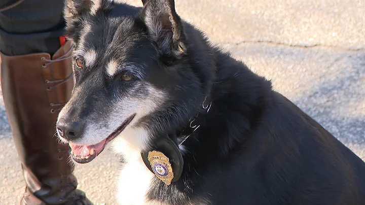 How Ruby the Unwanted Shelter Dog Became Hero and ...