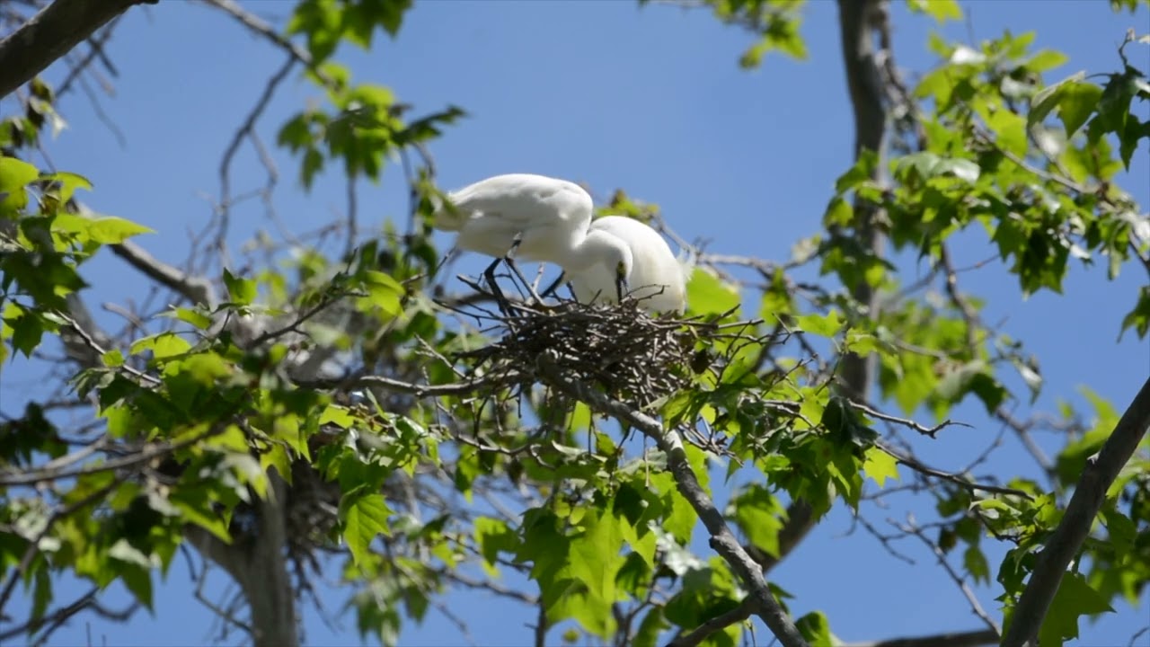Nesting Great Egrets and Night Herons