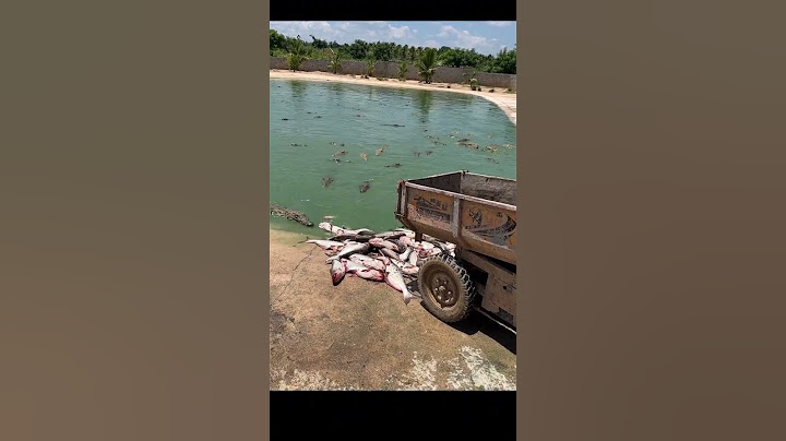 Working every day ! You need this job , Feeding to crocodile at farm #crocodile #short EP18