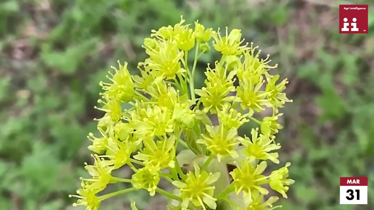 filling the hungry gap