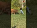 He Tried To Catch the Bull 😭🐂 | Instant Fail