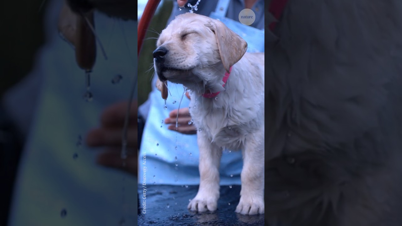 The neuroscience behind wet dog shakes