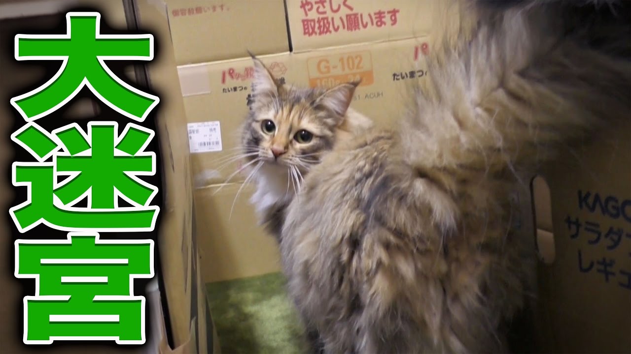 大迷宮 猫に迷路作ってみた Youtube