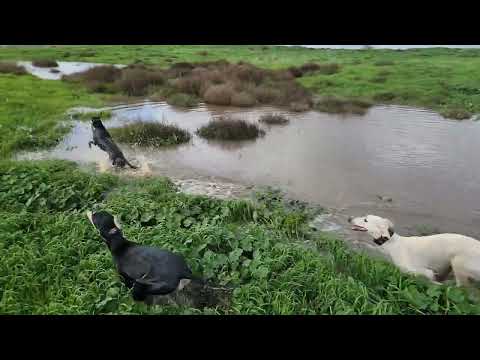 Wet Dog Syndrome-
