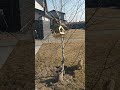 Birdhouse attacked by cats