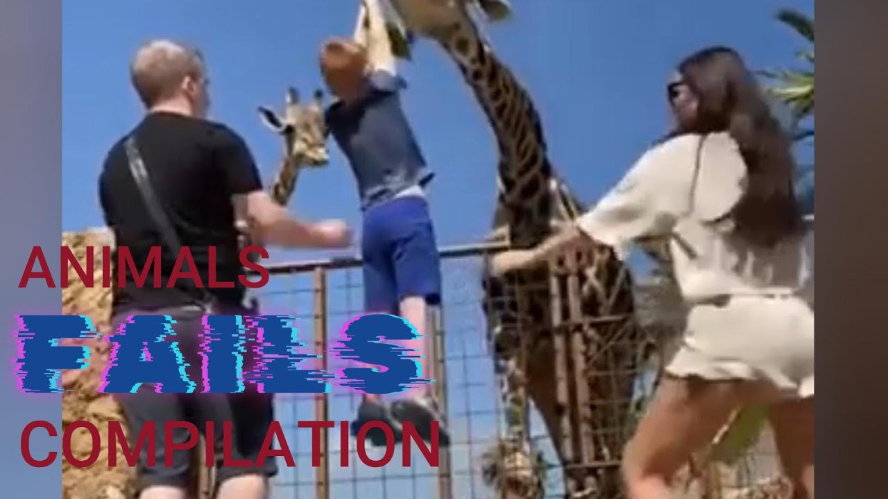 Hilarious Animal Fails Compilation 2024🤙🏼Animals Gone Wild: Epic Fail ...