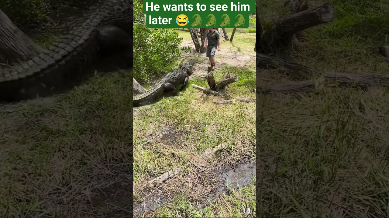 see you later alligator 🐊