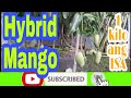 Hybrid mango  broker nolyn andrade mango  may 02 2021
