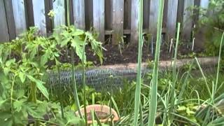 Vegetable Garden Update