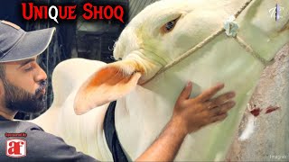 Unique Shoq 2026 - Pindi Boys Ke Qurbani 2026 - Biggest Nukra Beautiful 2026 - Cow Mandi 2026