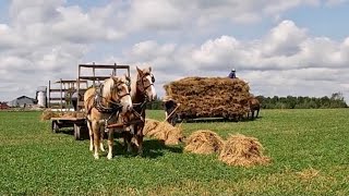 Taking Bundles of Oats to Amish Farm for Threshing!!