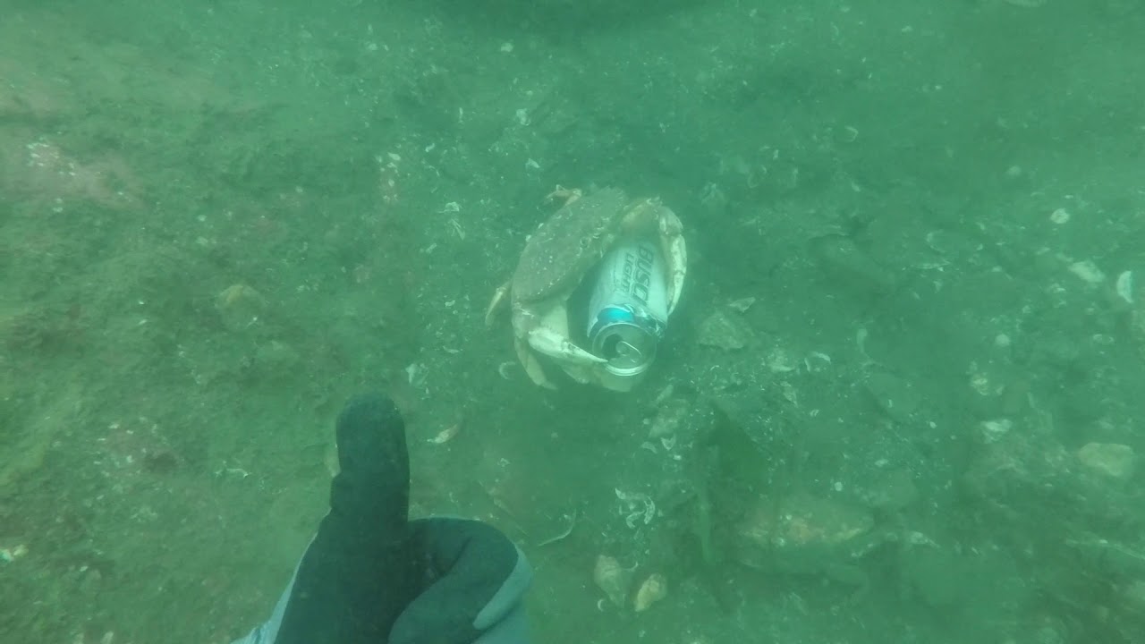 Spearfishing Oregon 09 2017 YouTube