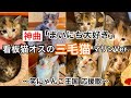 【神曲】まいにち大好き～看板猫マリンVer.〜