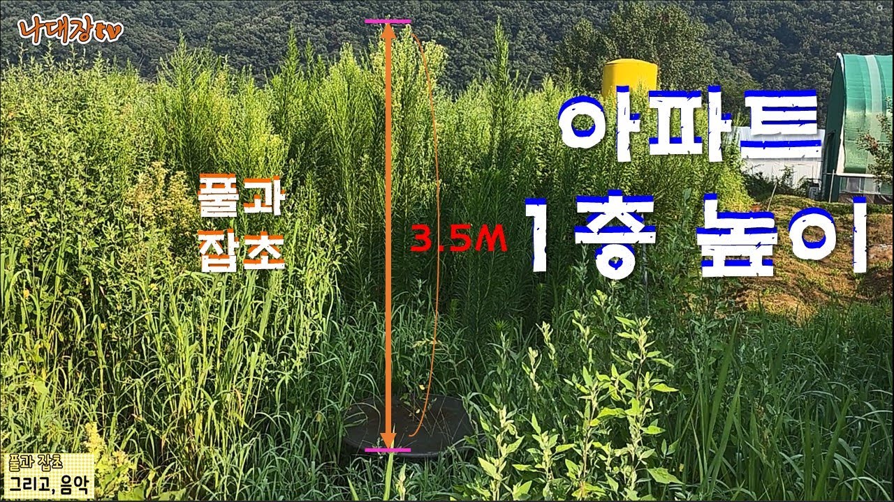 풀과 잡초를 보며 노래와 음악을 들어보렴, ㅋㅋㅋ 여름 땡볕에서 고문당하는 기분 #풀 #잡초 #고문 #땡볕 #아파트 #주말농장 ...
